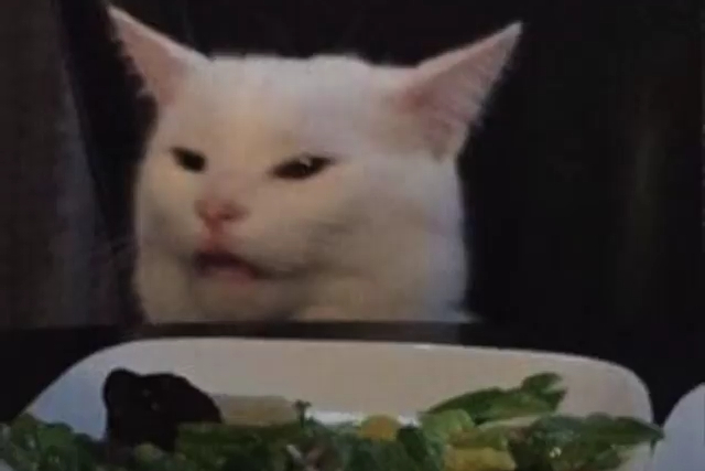 Smudge the Meme Cat